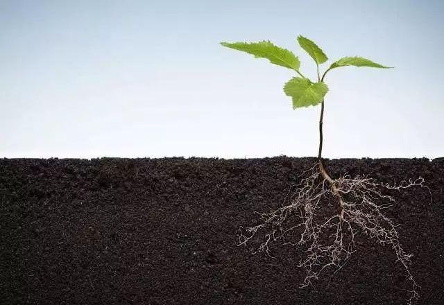 植物根系分析儀對(duì)農(nóng)業(yè)生產(chǎn)有幫助嗎？