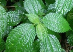 植物葉面積儀“精細化農業(yè)”中的作用！